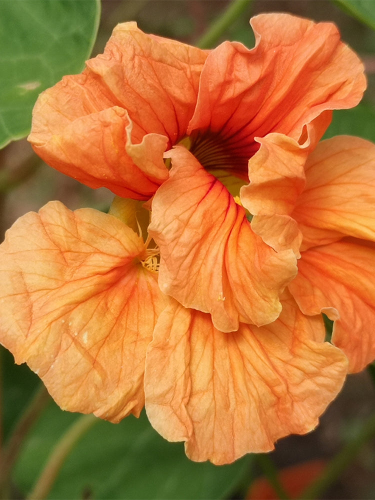 Peach Blossom' Nasturtium (Tropaeolum majus)