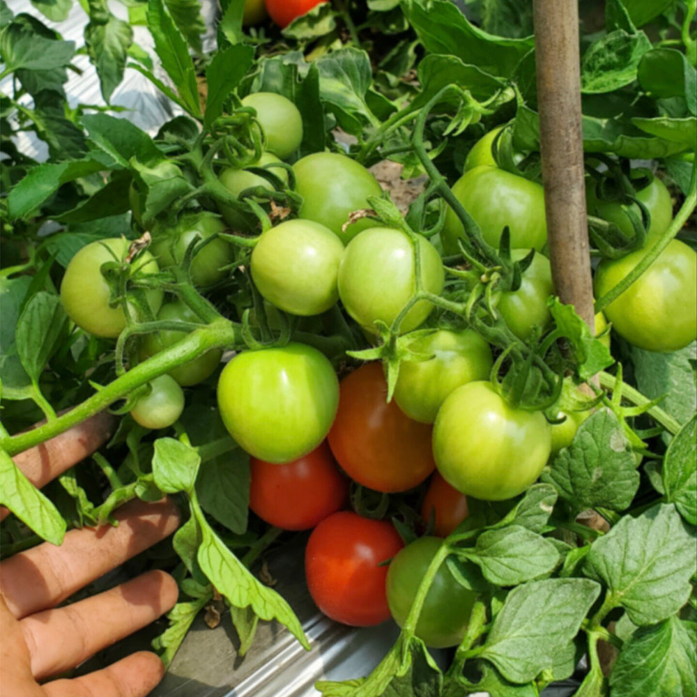 725 Dwarf Mickey Mouse Tomato