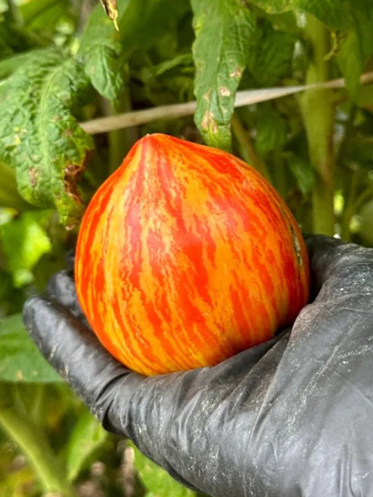 'Dwarf Stone Creek Heart' Tomato
