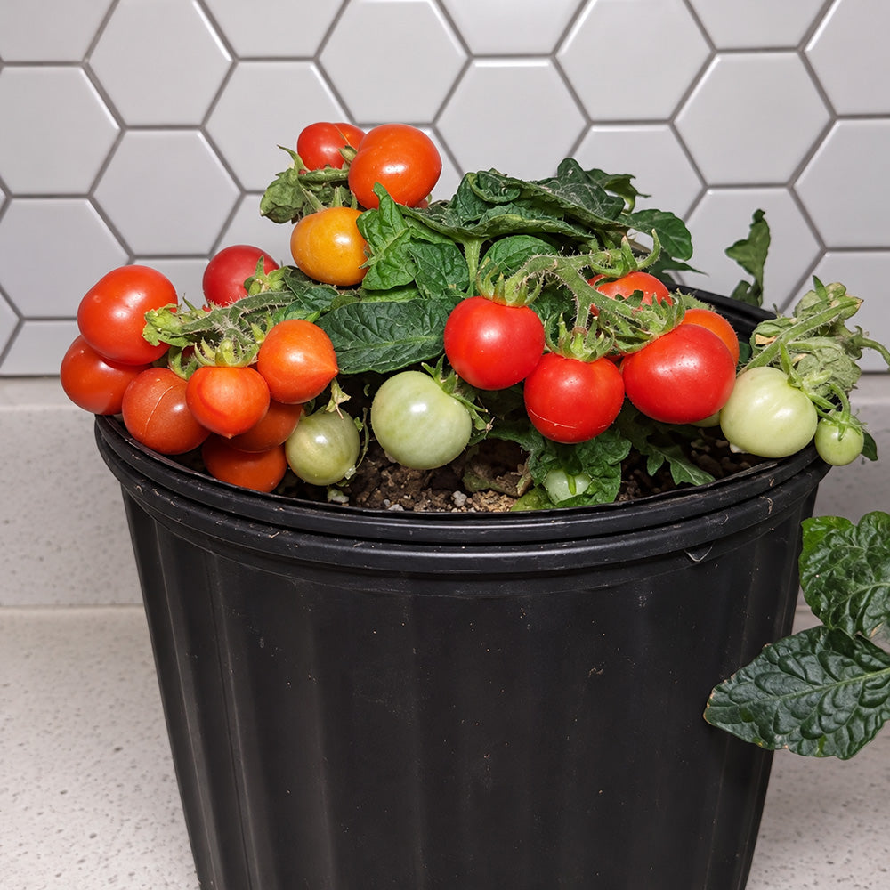 202 Nina Neutron Micro Dwarf Tomato