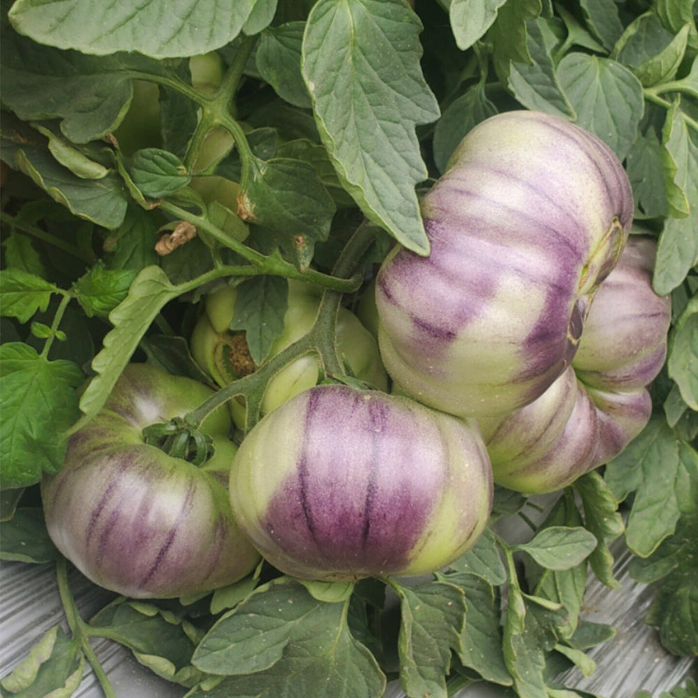 697 Pink Night F5 Tomato