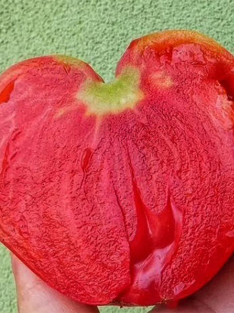 Russian Pink Oxheart Tomatoes