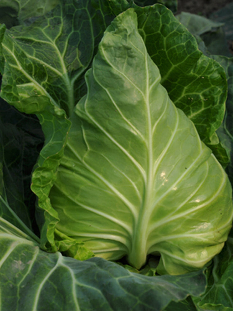 Pagoda Ox-heart Cabbage