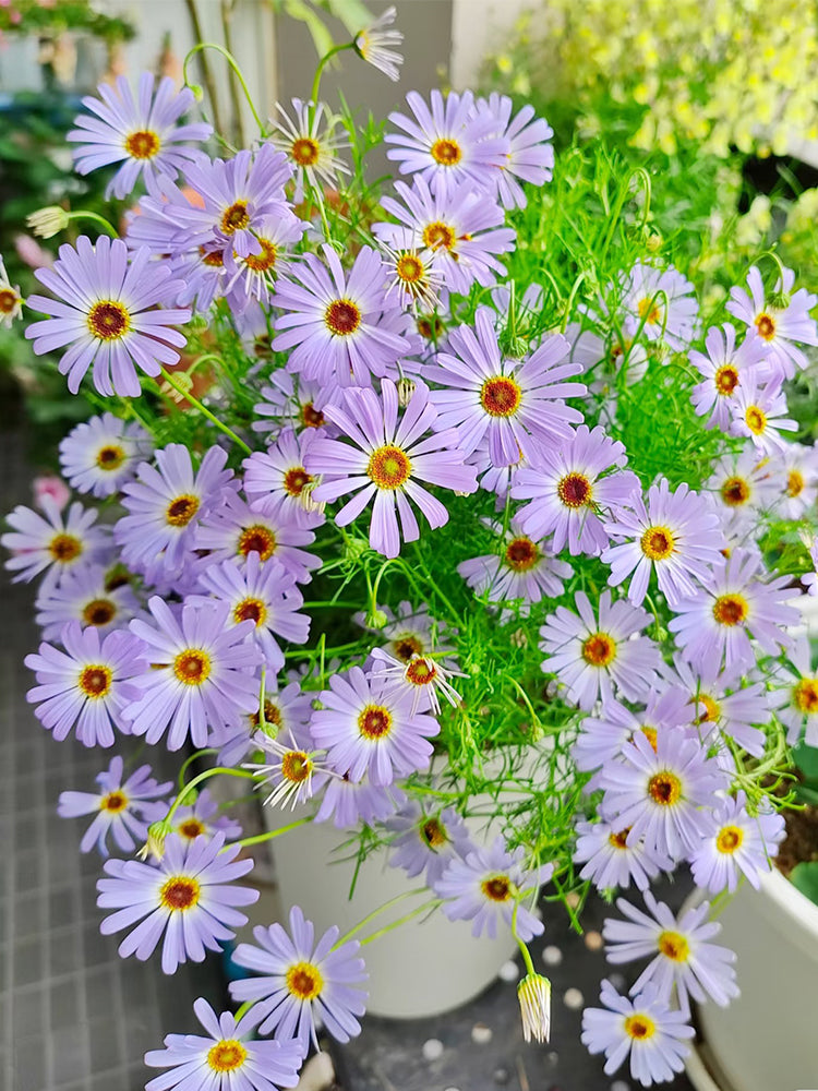Blue Swan River Daisy
