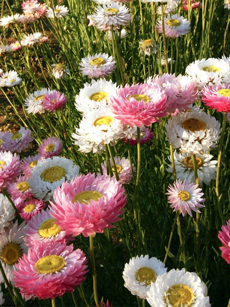 Tall Strawflower Mix