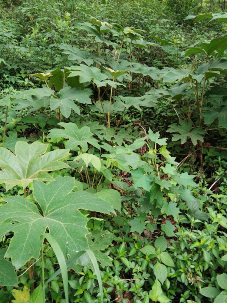 Rice Paper Plant