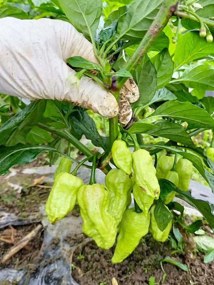 Ghost Pepper