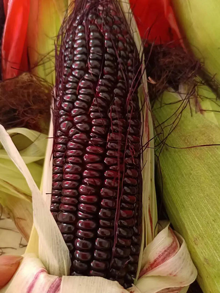 'Yu Heitian Nuo 950' Black Corn