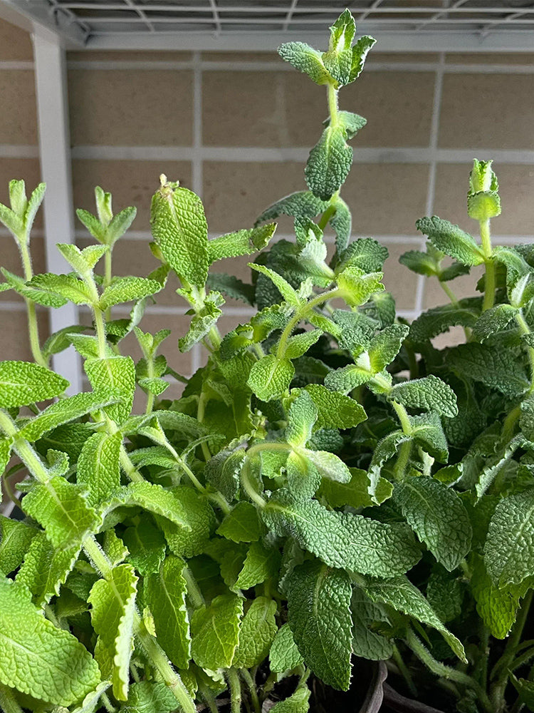Apple Mint