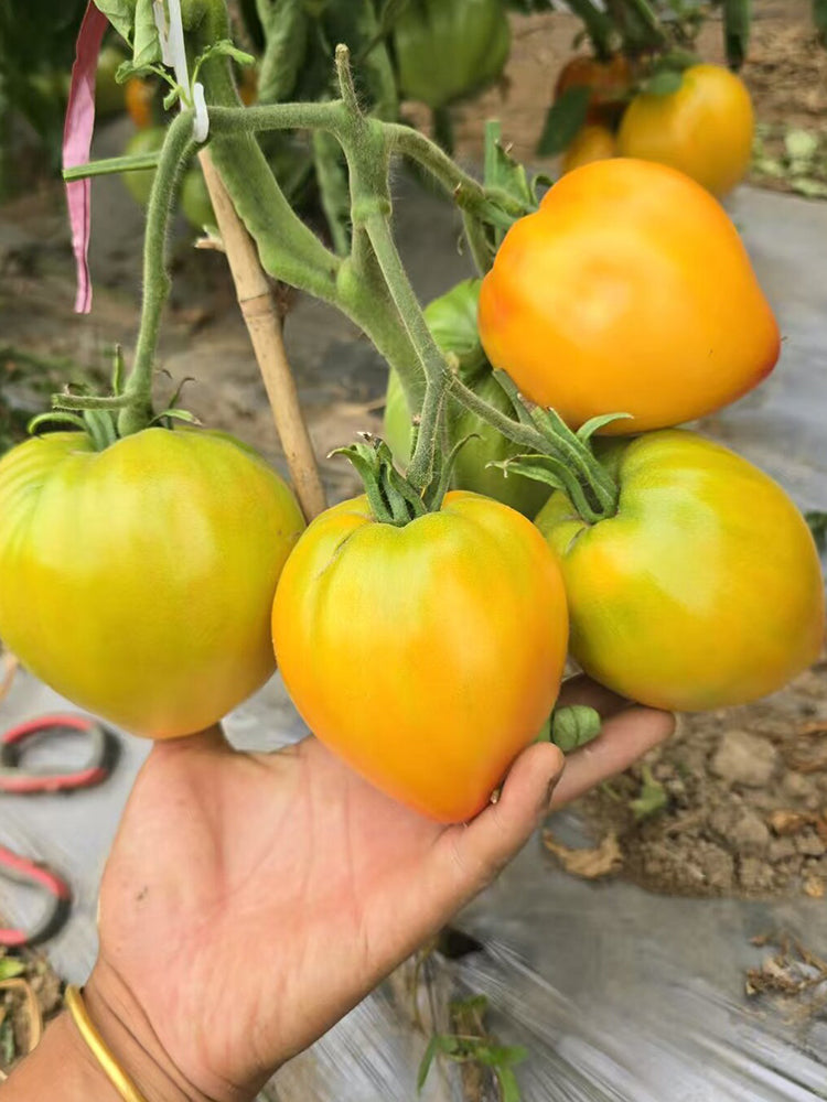 964 Pineapple Strawberry Tomato