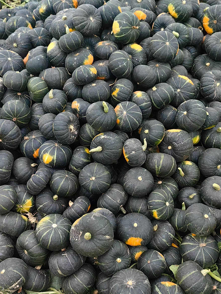 Tianbei No.6 Pumpkin