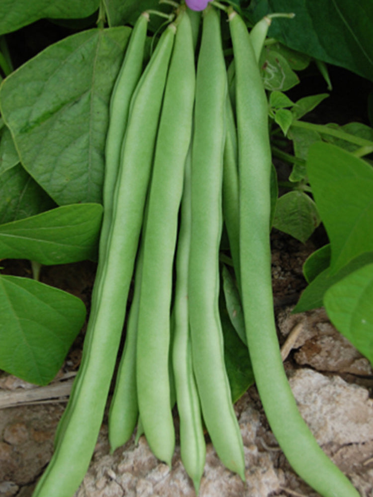 Red-flowered Snap Beans