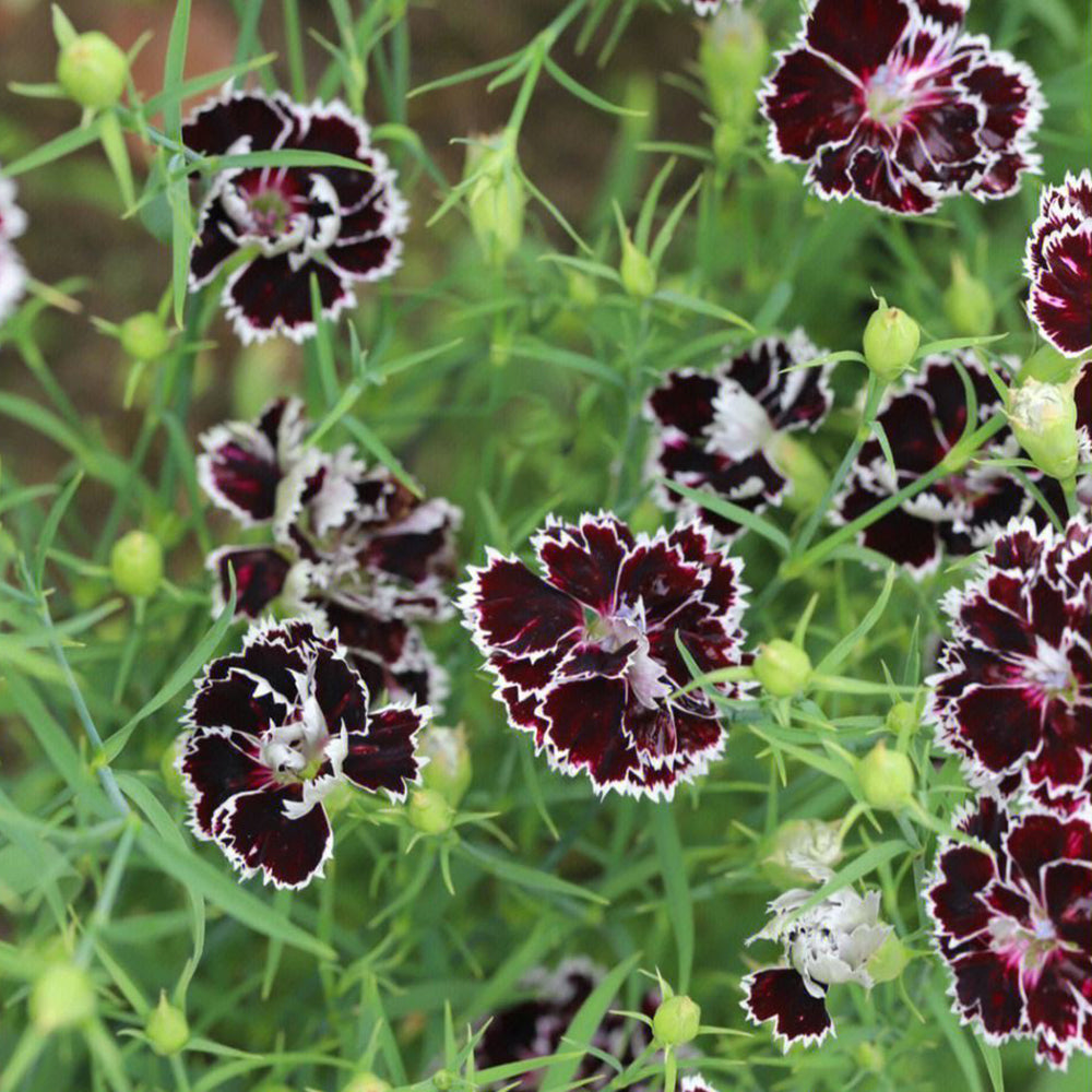 20 Seeds of Carnation 'Black and White Minstrel' Flowers, Dianthus Chinensis Heddewigii
