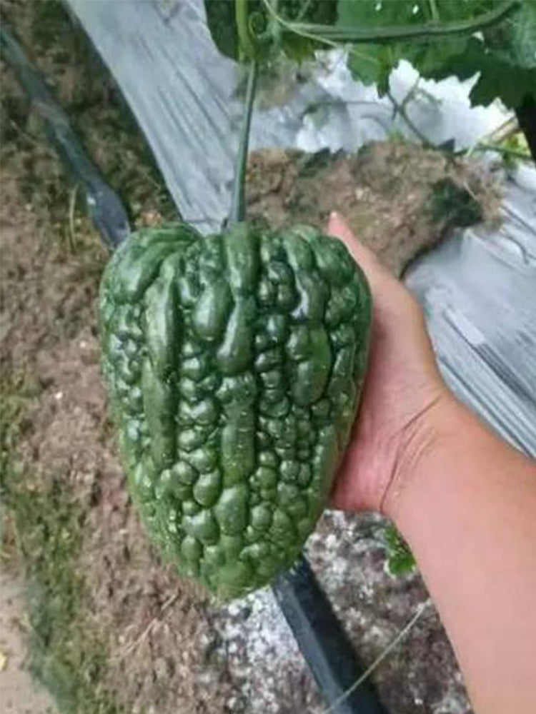 Huading No.5 Broad-top Bitter Gourds