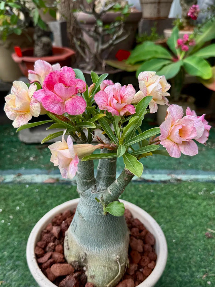 Desert Rose Mixed Colors