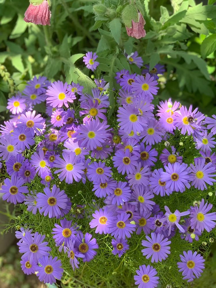 Blue Swan River Daisy
