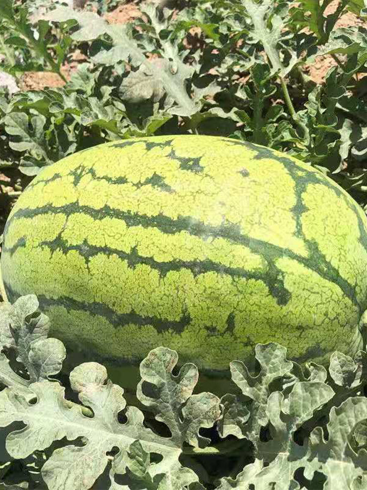 Xiashi No.5 Watermelons