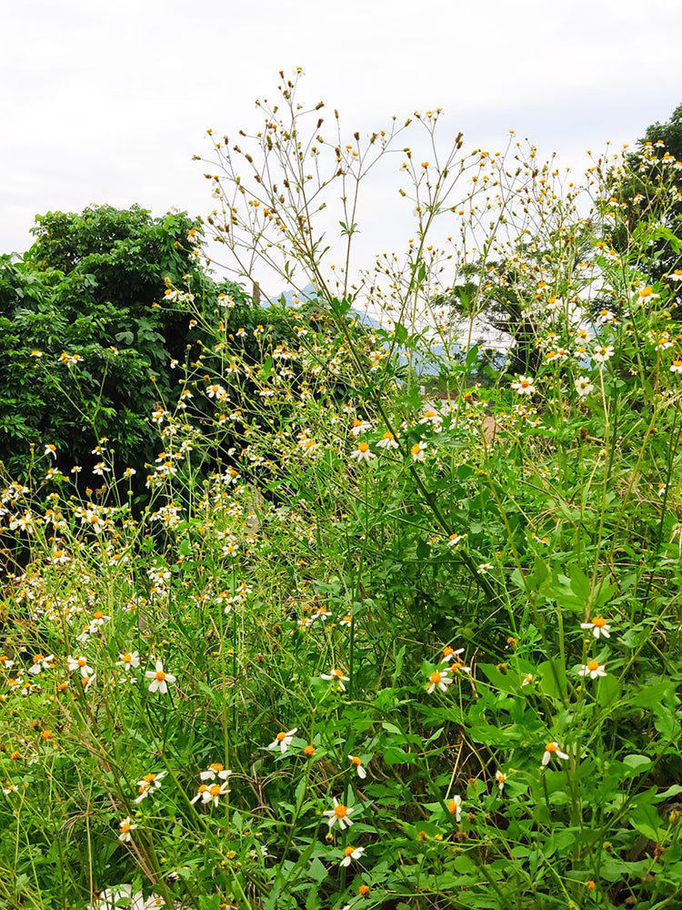 White-Flower Sandbur