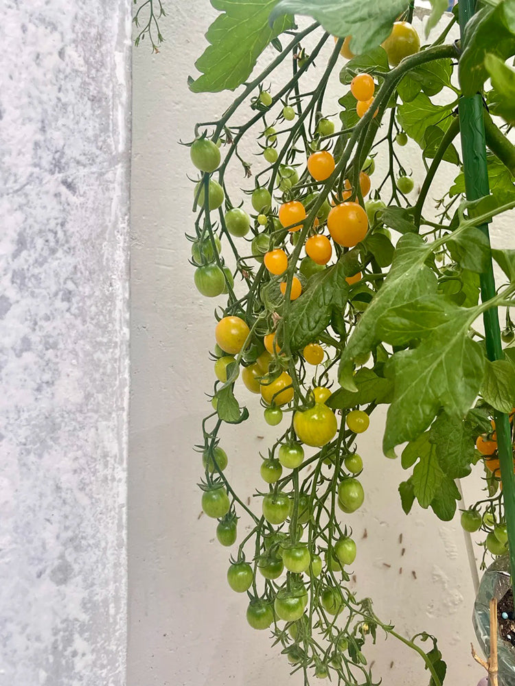 Mille Fleurs Tomato