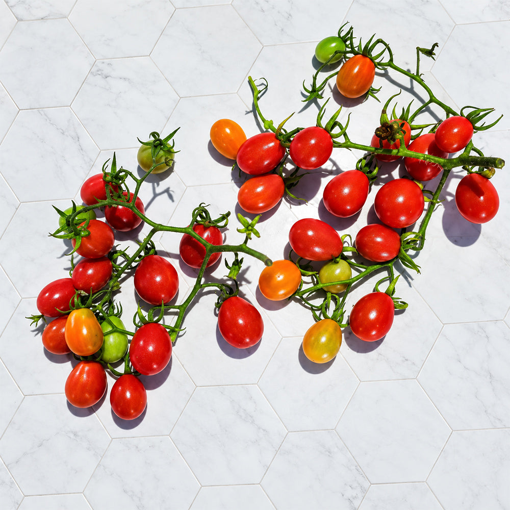 246 Dwarf Basel Viper Tomato