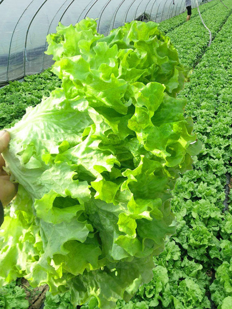 'Dasusheng' Lettuce