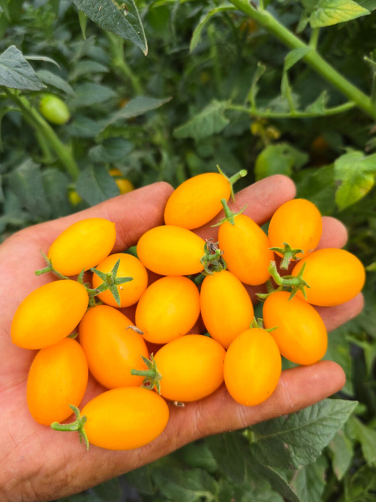 999 Eden Micro 6 Tomato