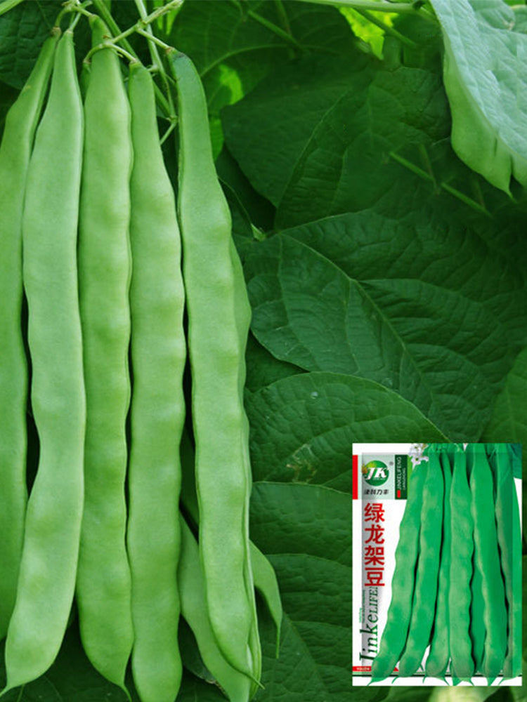 Green Dragon Snap Beans