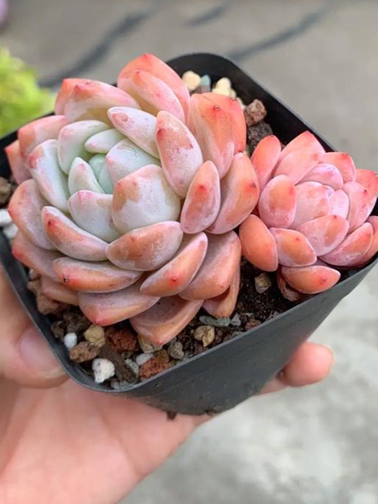 Echeveria cv. 'Snow of Dreams'