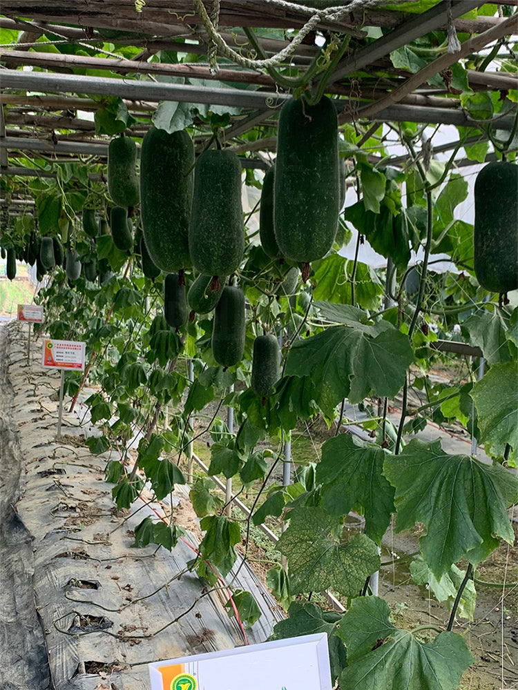 Yueguang Wax Gourds