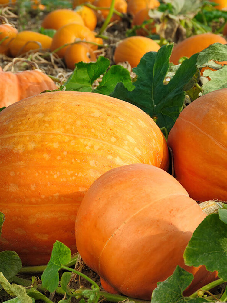 Giant Pumpkins