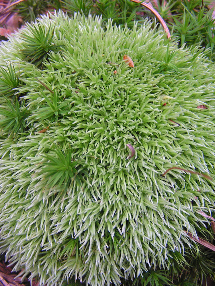 White Cushion Moss (Leucobryum glaucum)