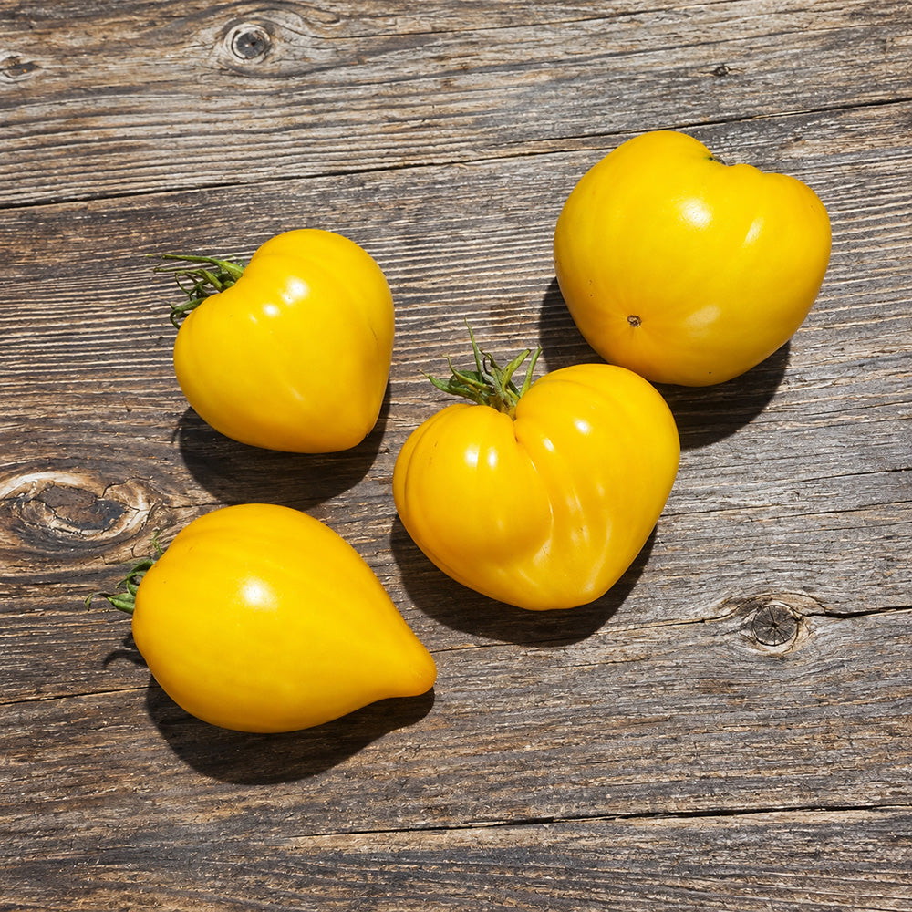 496 Golden Crown Tomato