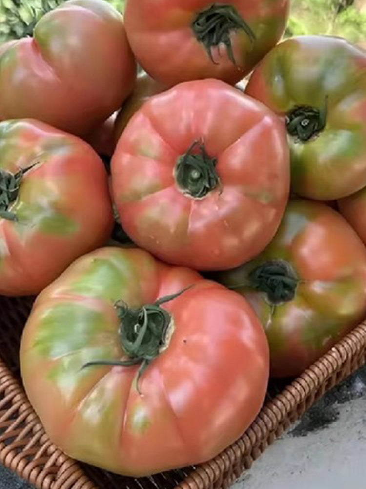 'Dongfanghong' Tomato
