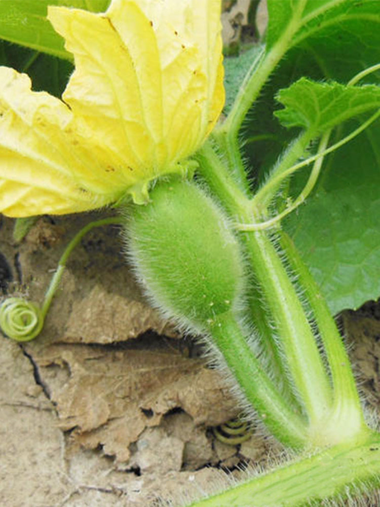 Green Star Wax Gourd