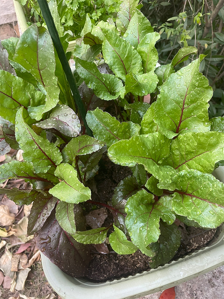 Red-Stemmed Chard