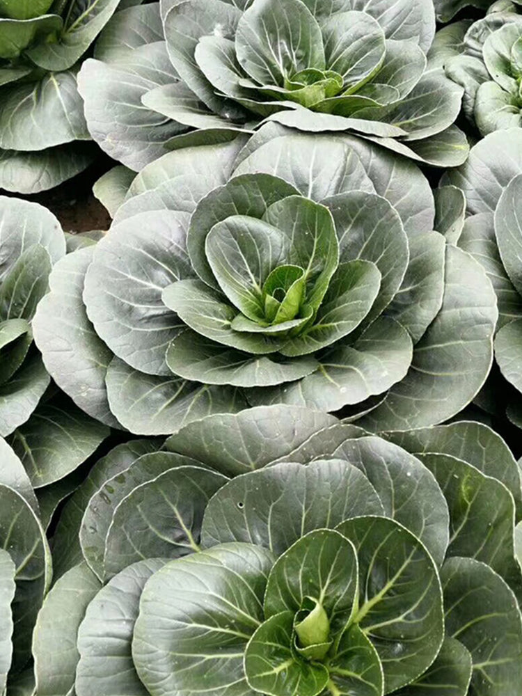 'Black Marshal' Bok Choy