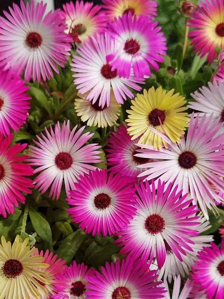 Trailing Ice Plant (Lampranthus spectabilis)