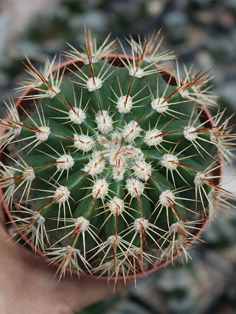 Melocactus broadwayi
