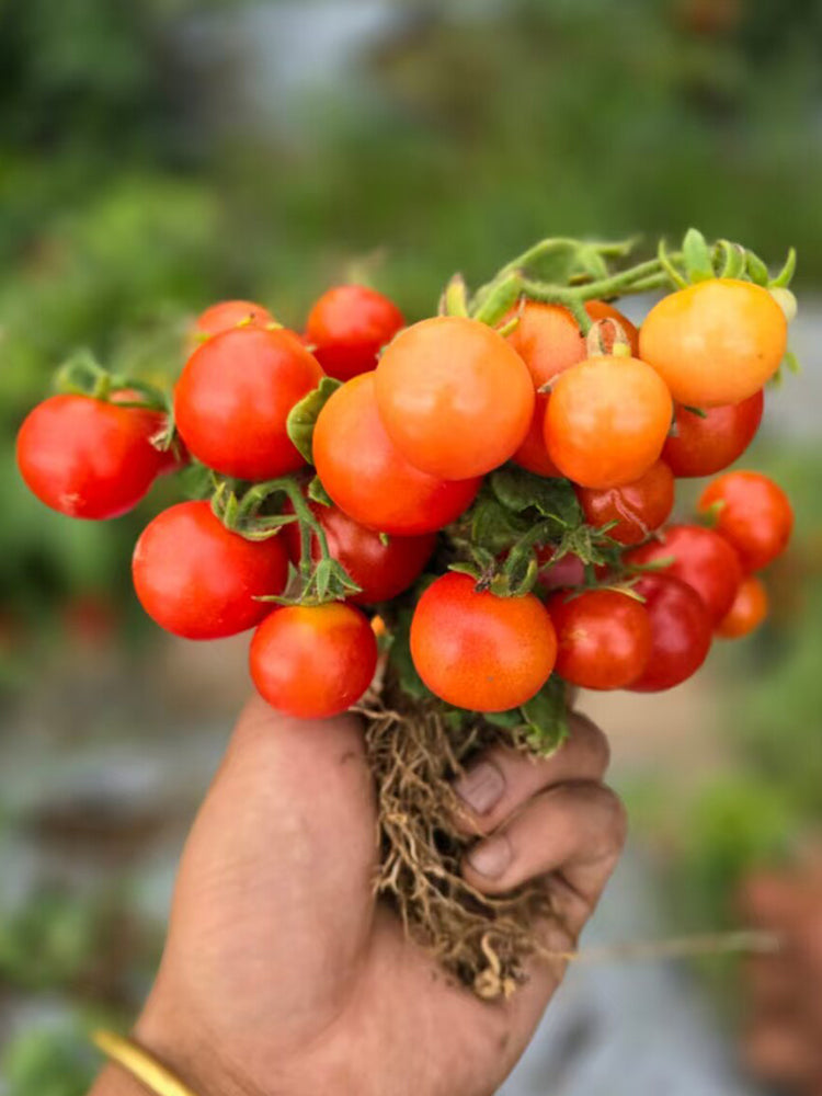 876 Micro Fortune Fairy Tomato