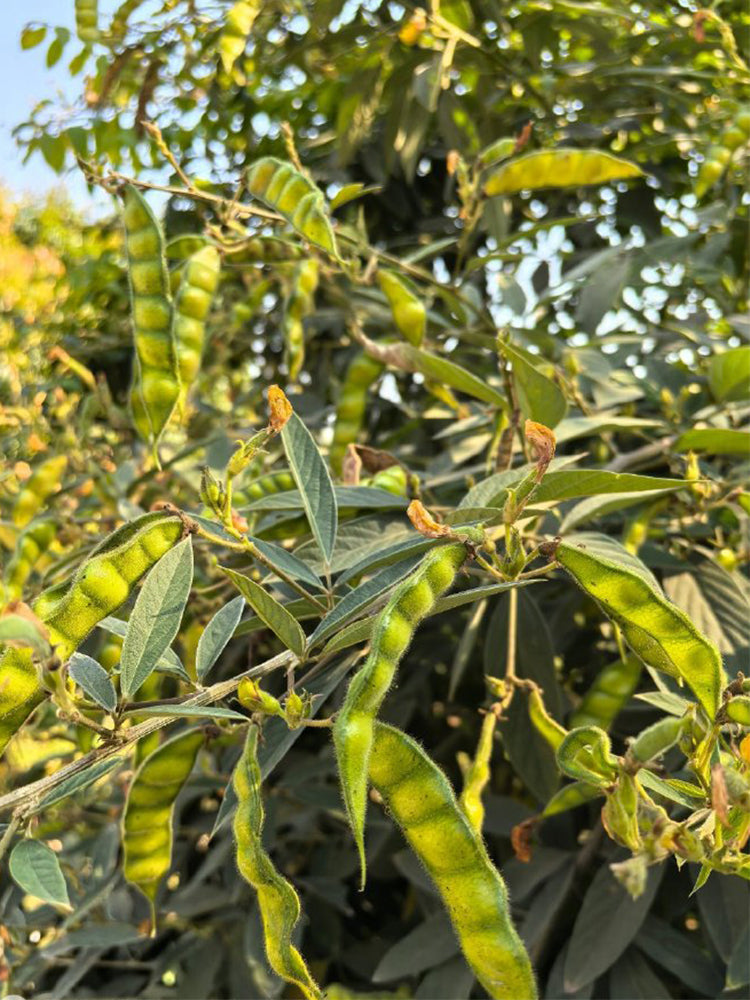 Pigeon Pea (Cajanus cajan (L.) Druce)