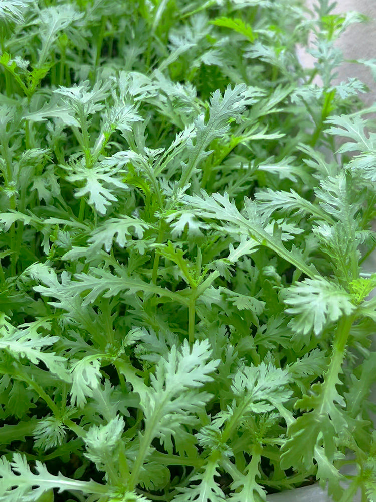 Fine-Leaved  Garland Chrysanthemum