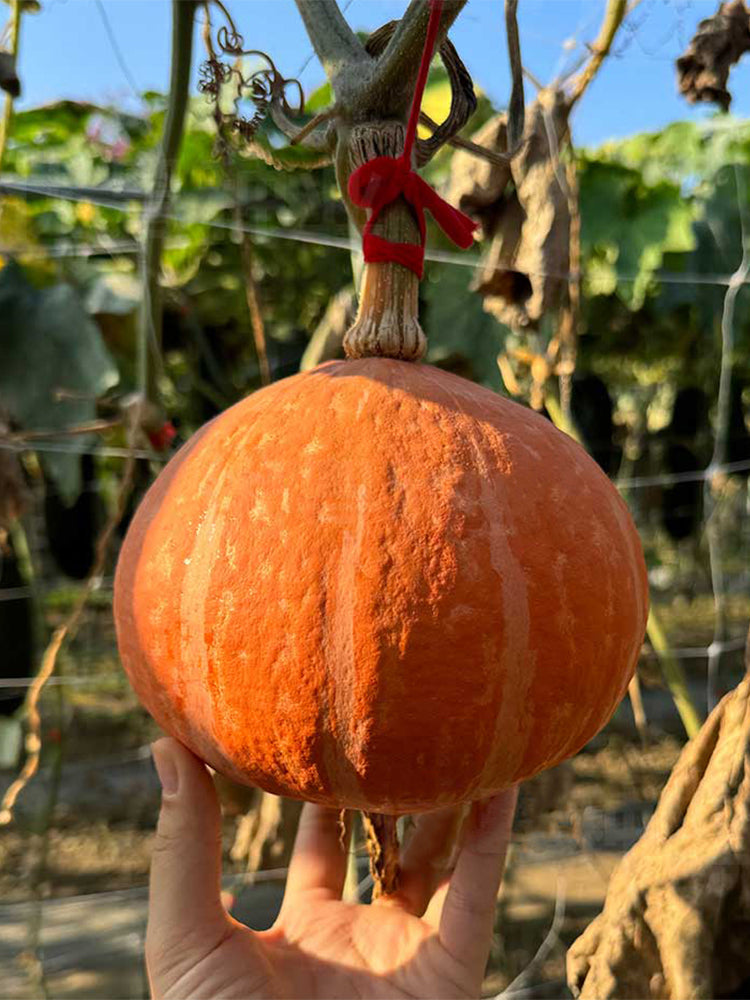 Longxindan Pumpkins