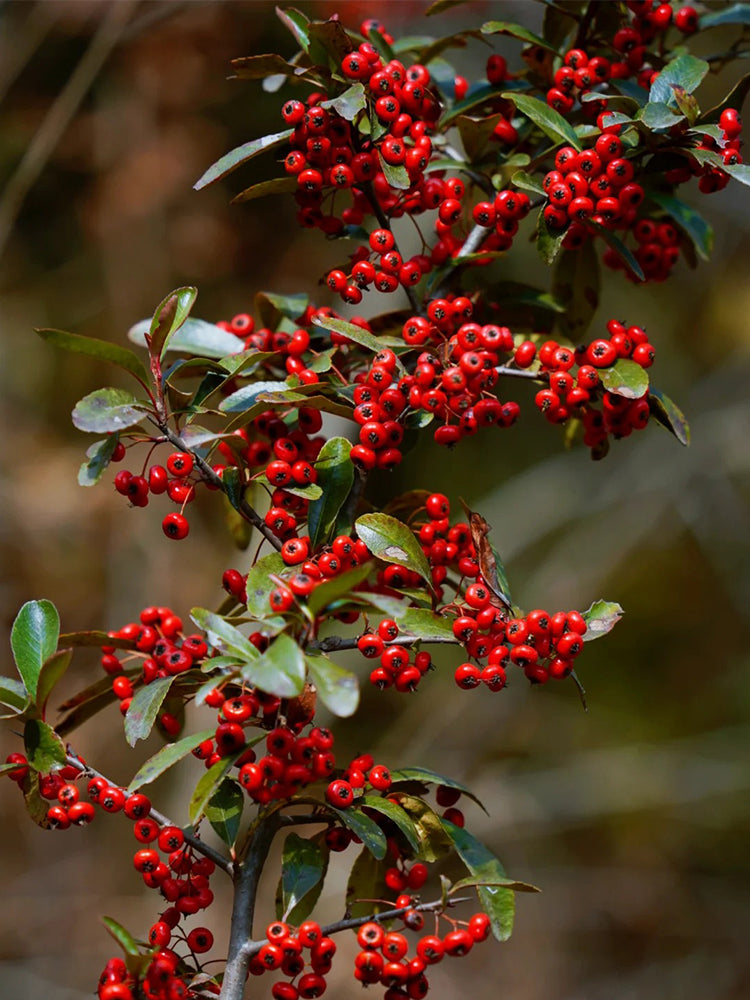 Red Firethorn