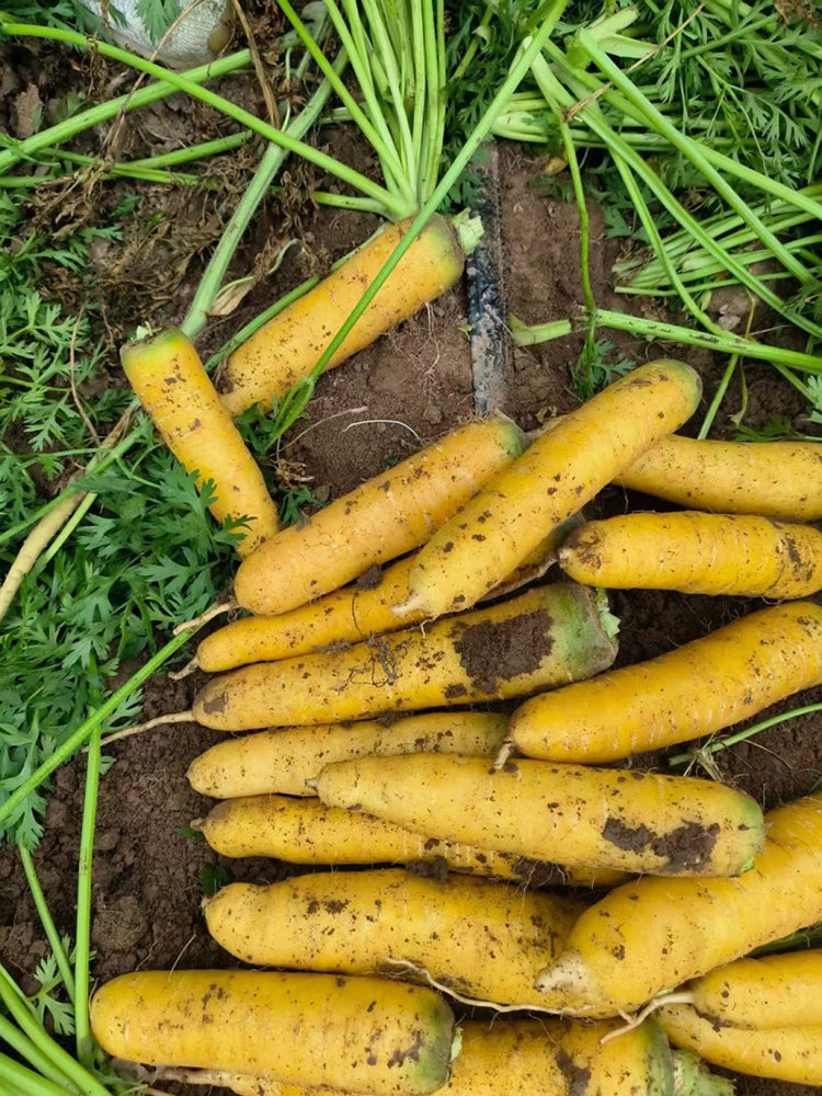 Dutch Yellowstone Carrot