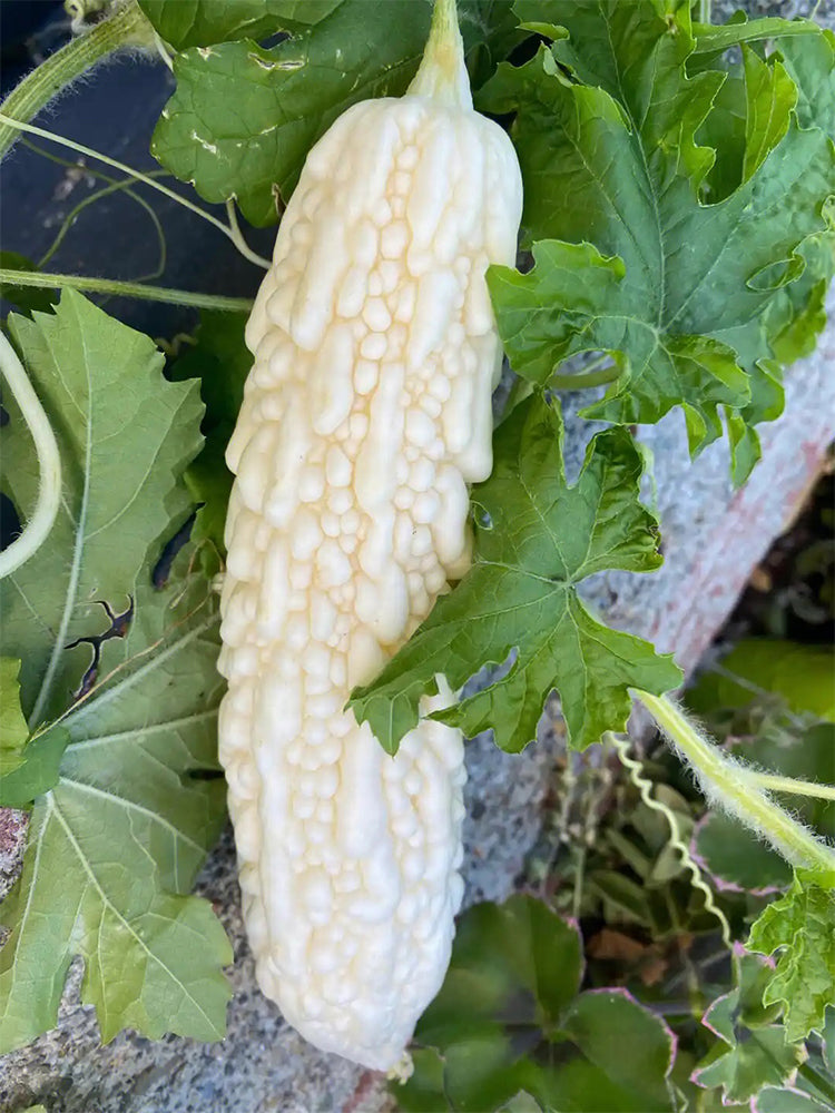 Pearl White Bitter Melon