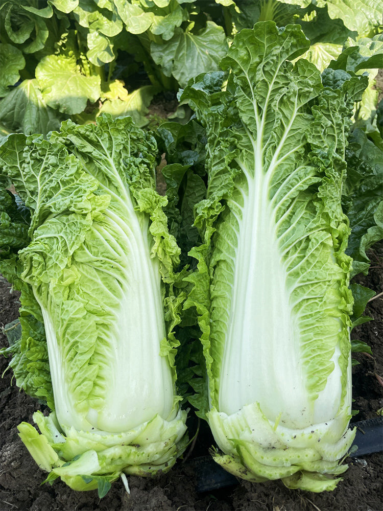 'Jinqi No.5' Chinese Cabbage