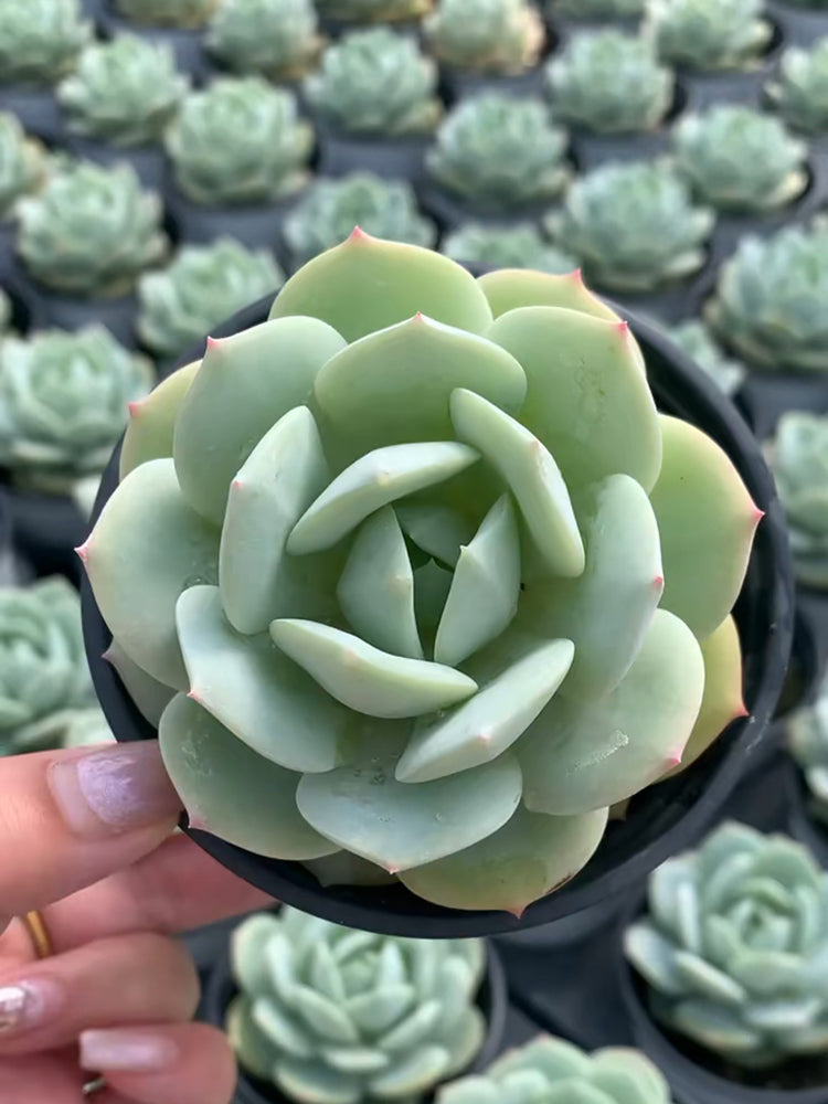 Echeveria cv. 'Love Song'