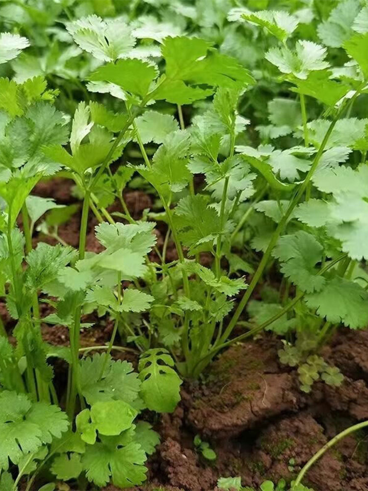 Authentic Shandong Coriander