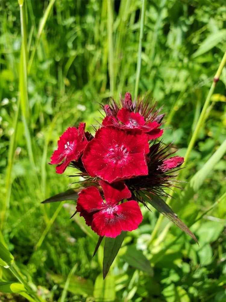 Red Sweet William (Dianthus barbatus L.)