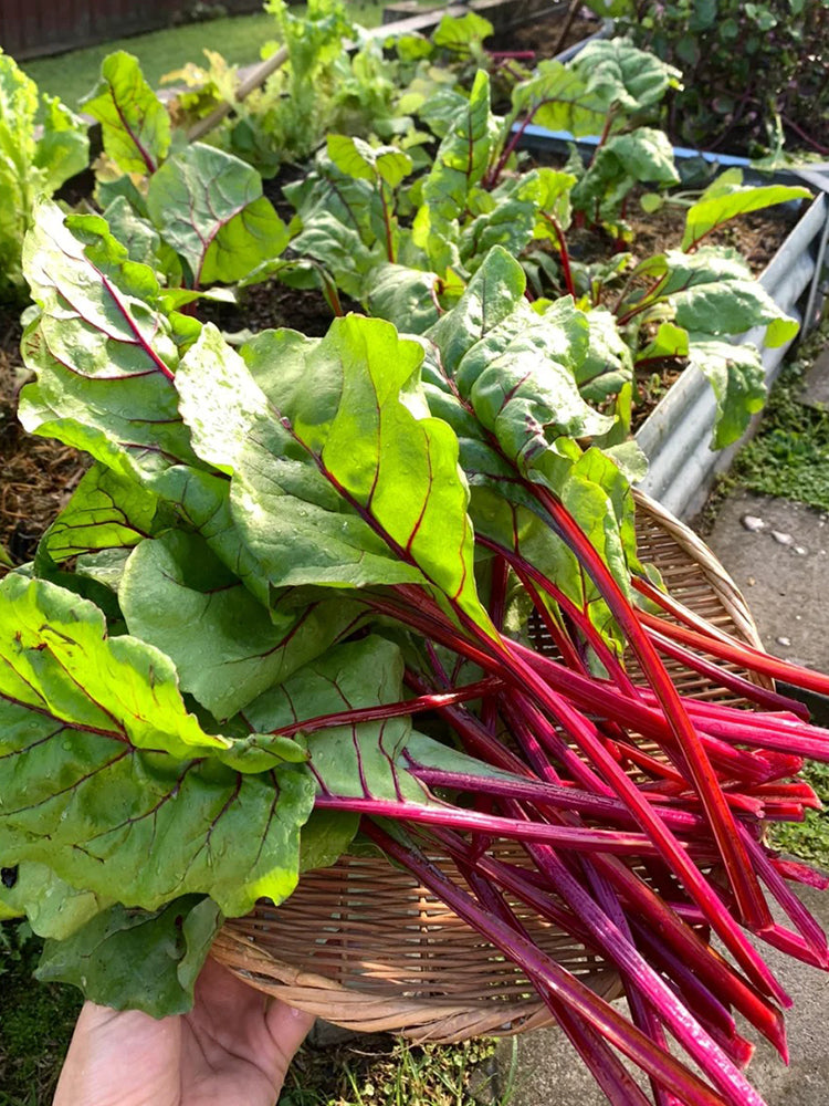 Jiemei Red-Leaf Beet